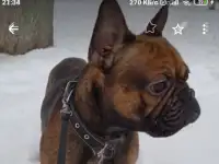 Французский бульдог
