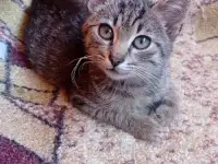 Котенок в дар, фотография 3
