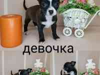 Щенки чихуахуа