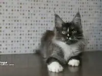 Котёнок Мейн-кун мальчик
