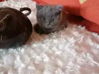 Шотландские котята, фотография 4