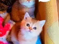 Шотландские вислоухие котята, фотография 3