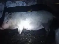 Свиноматка, свинка и хряк.