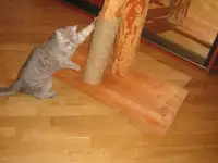 Тренажёр  когтеточка  для  кошек. Лучший подарок для отдыха  и  релаксации.