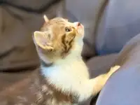 Продажа шотландских котят, фотография 9