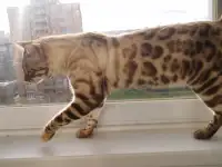 Бенгальские котята разного возраста и окраса, фотография 2