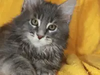 1 Котенок Мейн кун, фотография 3