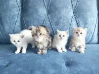 Шотландские котята, фотография 3