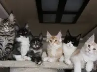 Мейн-кун котята!, фотография 3