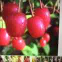 Саженцы плодовых культур, фотография 1