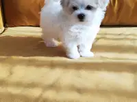 Мальтийская болонка