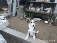 Щенок