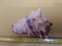 Ракушки ракушка Куба Cuba цена за шт Торг, фотография 2