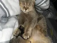 Отдам срочно в добрые руки вислоухую девочку, фотография 4