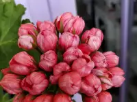 Тюльпановидная герань, - укоренённый черенок