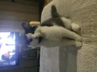 Отдам в очень добрые руки