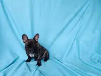 Французский бульдог девочка, фотография 2