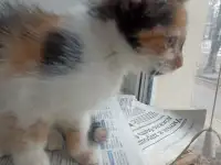 котята в дар