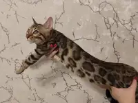 Бенгальский котенок мальчик, фотография 5