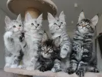 Котята мейн-кун!, фотография 7