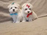 Мальтийской болонки щенки, фотография 2