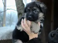 Щенки немецкой овчарки, фотография 3