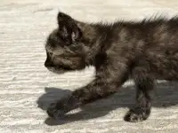 Котёнок (1 мес) в дар, фотография 6