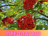 Английский язык. Репетитор. Минск, фотография 2