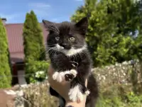 Котята в добрые руки, фотография 4