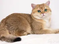 Шотландские котята голубая золотая шиншилла, фотография 8