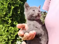 Забавные котята ищут добрые руки, фотография 11