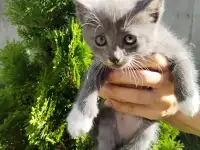 Забавные котята ищут добрые руки, фотография 4