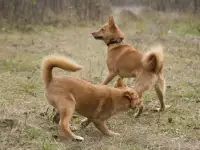 Щенки финского шпица, фотография 3