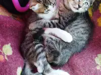Котята в хорошие руки, фотография 2