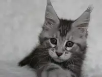 Очаровательная кошечка Мейн-кун!!!, фотография 3
