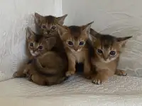 Абиссинские котята