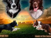 Бордер-колли щенки, фотография 5
