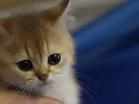 Шотландские котята, фотография 1