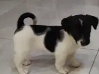 Щенки