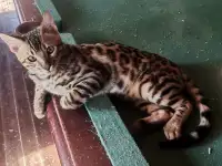 Продам бенгальского котика, фотография 9