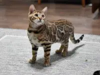Породистые бенгальские котята: девочка, фотография 5
