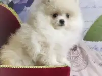 Померанский шпиц, щенки. Мини мишки, фотография 2