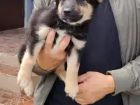 Щенок в дар.