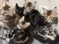 Котята породы Мейн-кун, фотография 4