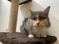Трёхцветная кошечка Эльза ищет дом и любящую семью!, фотография 9
