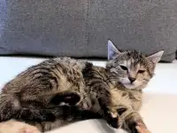 Котята в дар, фотография 4