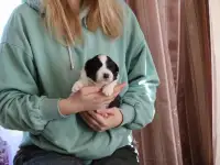 щенки бордер колли, фотография 2