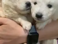 самоед