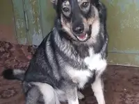Собачка ищет дом, фотография 2