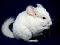 Шишилла, шиншилленок
